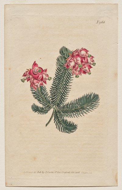 Das Botanische Magazin oder Blumengarten: Tafel 966, Erica Elegans. Elegante Heide [Erica glauca] von Francis Sansom