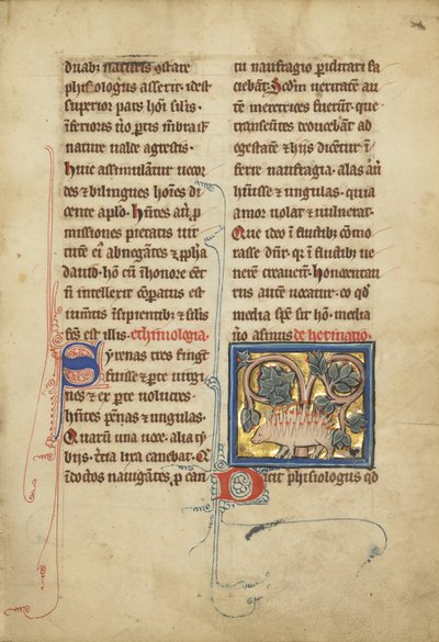 Ein Igel aus einem Bestiarium Ms Ludwig XV 4, fol. 82, ca. 1280-1300 von Franco Flemish School