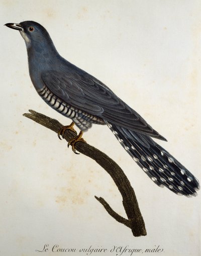 Afrikanischer Kuckuck (Cuculus gularis), Gravur aus Histoire Naturelle des Oiseaux d