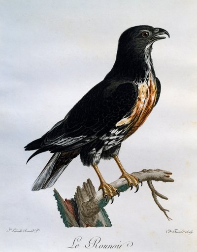Schakalbussard (Buteo rufofuscus), Stich aus Histoire Naturelle des Oiseaux d