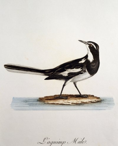 Männliche Afrikanische Bachstelze (Motacilla aguimp), Gravur aus Histoire Naturelle des Oiseaux d