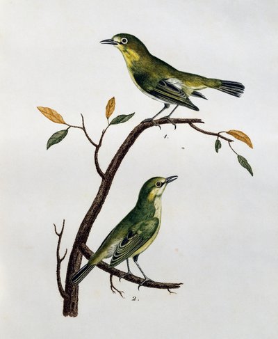 Männchen und Weibchen des Blassaugen (Zosterops pallidus), Gravur aus Histoire Naturelle des Oiseaux d