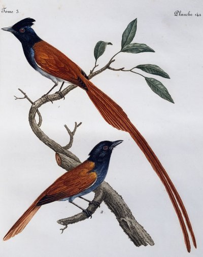 Männchen und Weibchen des Grauschnäppers (Muscicapa striata), Gravur aus Histoire Naturelle des Oiseaux d