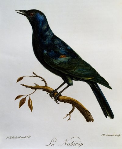Blassflügelstar (Onychognathus nabouroup), Gravur aus Histoire Naturelle des Oiseaux d
