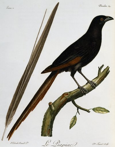 Piapiac (Ptilostomus afer), Stich aus Histoire Naturelle des Oiseaux d