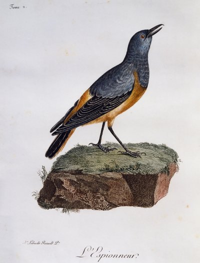 Sentinel-Felsdrossel (Monticola explorator), Stich aus Histoire Naturelle des Oiseaux d