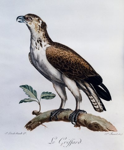 Kurzzehen-Schlangenadler (Circaetus gallicus), Stich aus Histoire Naturelle des Oiseaux d