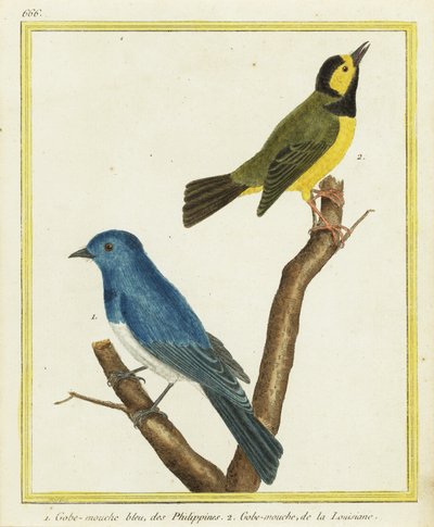 Schwarzkehl-Monarch, Hypothymis azurea 1, und Kapuzenwaldsänger, Setophaga citrina 2 von Francois Nicolas Martinet