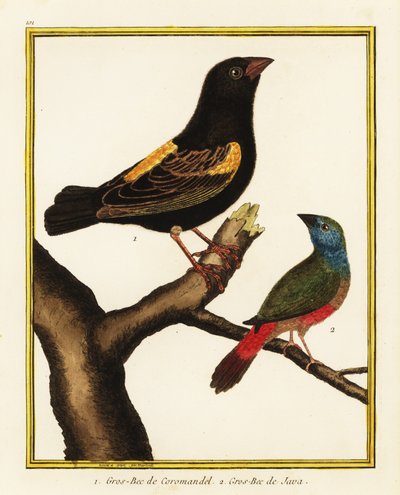Kapbischof, Euplectes capensis 1, und Spitzschwanz-Papageiamadine, Erythrura prasina 2 von Francois Nicolas Martinet