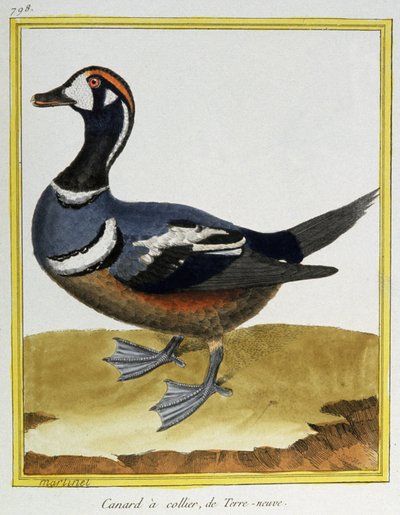 Ente aus Neufundland. Gravur von Francois Nicolas Martinet in: Histoire naturelle des oiseaux, von Georges Louis Leclerc de Buffon, Frankreich, ca. 1777 von Francois Nicolas Martinet