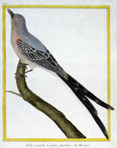 Wissenschaft. Zoologie. Fliegenschnäpper von Mexiko. Gravur von Francois Nicolas Martinet in: Histoire naturelle des oiseaux, von Georges Louis Leclerc de Buffon, Frankreich, ca. 1777 von Francois Nicolas Martinet