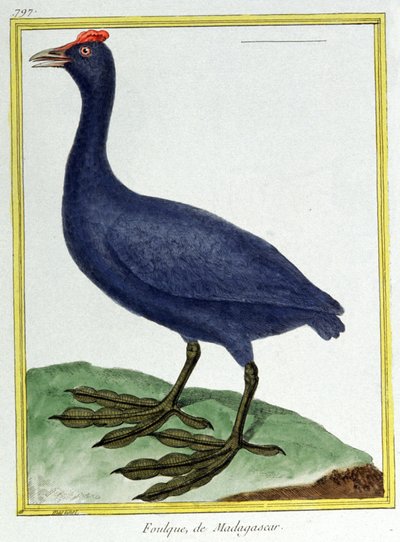 Wissenschaft. Zoologie. Rotknopfente (aus Madagaskar). Gravur von Francois Nicolas Martinet in: Histoire naturelle des oiseaux, von Georges Louis Leclerc de Buffon, Frankreich, ca. 1777 von Francois Nicolas Martinet