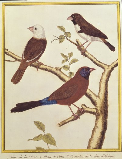 Weißkopfnonne, Doppelter Farbsamenfresser und Veilchenohr-Wida von Francois Nicolas Martinet