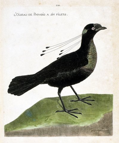 Zoologische Tafel (Ornithologie): Paradiesvogel mit sechs Netzen (Wahnes Paradiesvogel oder Wahnesi patoria). Illustration in „Die Geschichte der Vögel, gemalt in ihren erscheinenden und empfindlichen Aspekten“ von Francois Nicolas Martinet (1731-1800). Pr von Francois Nicolas Martinet
