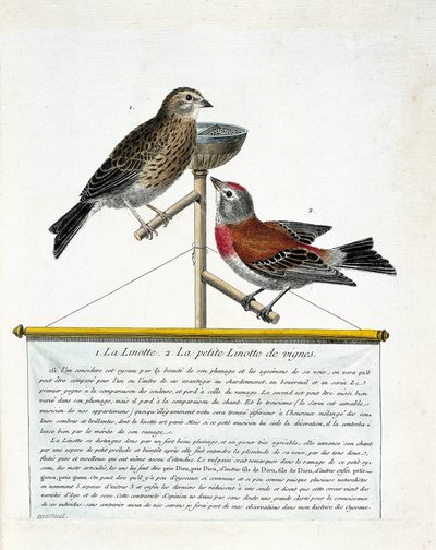 Zoologische Tafel (Ornithologie): von oben nach unten: Die Hänfling (melodische Hänfling) und die kleine Hänfling der Weinberge (Carduelis cannabina) auf einer Stange. Illustration in „Die Geschichte der Vögel, gemalt in ihrem Erscheinungsbild und empfind von Francois Nicolas Martinet