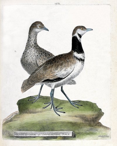 Zoologische Tafel (Ornithologie): Kleine Trappe (Tetrax tetrax) vorne und Weibchen hinten. Illustration in „Die Geschichte der Vögel“ von Francois Nicolas Martinet (1731-1800). von Francois Nicolas Martinet