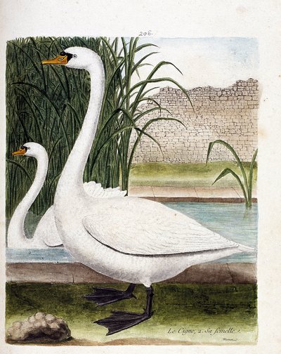 Zoologische Tafel (Ornithologie): Vorne: Der Schwan und dahinter sein Weibchen (Höckerschwan oder Cygnus olor). Illustration in „Die Geschichte der Vögel, gemalt in ihren erscheinenden und empfindlichen Aspekten“ von Francois Nicolas Martinet (1731-1800).  von Francois Nicolas Martinet