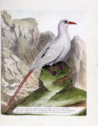Zoologische Tafel (Ornithologie): Strohschwanz (Phaethon rubricauda). Illustration in „Die Geschichte der Vögel“ von Francois Nicolas Martinet (1731-1800). Private Sammlung. von Francois Nicolas Martinet