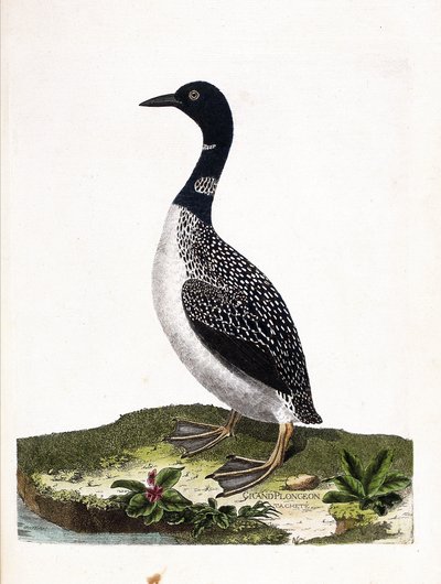 Zoologische Tafel (Ornithologie): Der Eistaucher (Gavia immer). Illustration in „Die Geschichte der Vögel, gemalt in ihren erscheinenden und empfindlichen Aspekten“ von Francois Nicolas Martinet (1731-1800). Private Sammlung. von Francois Nicolas Martinet