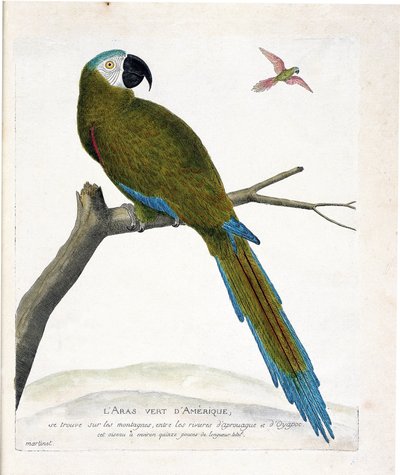 Zoologische Tafel (Ornithologie): Amerikanische grüne Aras (Ara vert oder Ara severa) auf einem Ast. Illustration in „Die Geschichte der Vögel, gemalt in ihren erscheinenden und empfindlichen Aspekten“ von Francois Nicolas Martinet (1731-1800). Private Sam von Francois Nicolas Martinet