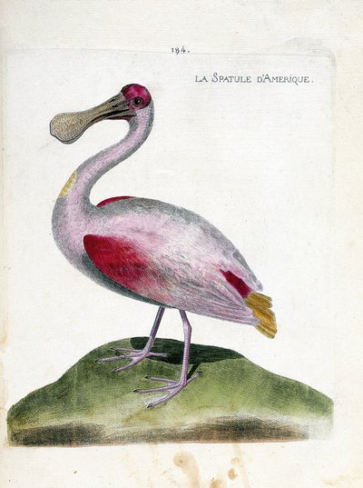 Zoologische Tafel (Ornithologie): Der Rosalöffler (Platalea ajaja). Illustration in „Die Geschichte der Vögel, gemalt in ihren erscheinenden und empfindlichen Aspekten“ von Francois Nicolas Martinet (1731-1800). Private Sammlung. von Francois Nicolas Martinet