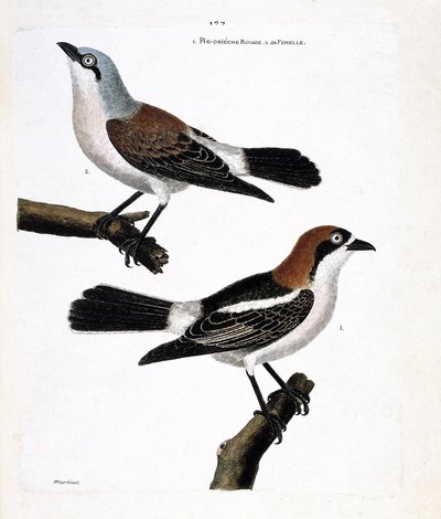 Zoologische Tafel (Ornithologie): Unten: Der Rotkopfwürger (Lanius senator) und seine weibliche (Neuntöter oder Lanius collurio) auf dem oberen Ast. von Francois Nicolas Martinet