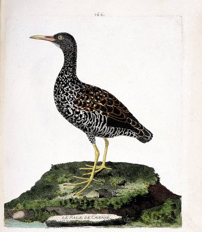 Zoologische Tafel (Ornithologie): Cayenne-Ralle (Fleckenralle oder Pardirallus maculatus). Illustration in „Die Geschichte der Vögel, gemalt in ihren erscheinenden und empfindlichen Aspekten“ von Francois Nicolas Martinet (1731-1800). von Francois Nicolas Martinet