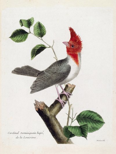 Zoologische Tafel (Ornithologie): Dominikanerkardinal (Parare Huppe oder Paroaria coronata) auf einem Ast. Illustration in „Die Geschichte der Vögel, gemalt in ihren erscheinenden und empfindlichen Aspekten“ von Francois Nicolas Martinet (1731-1800). Priva von Francois Nicolas Martinet