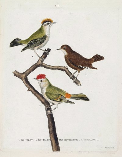 Zoologische Tafel (Ornithologie). Von oben nach unten: Wintergoldhähnchen (Wintergoldhähnchen oder Regulus regulus), Zaunkönig (Zaunkönig oder Troglodytes troglodytes) und Hottentottenkönig (Rubinkrone) auf einem Ast. Illustration in „Die Geschichte der Vö von Francois Nicolas Martinet