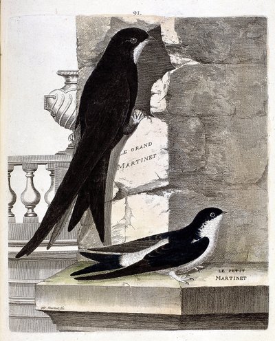 Zoologische Tafel (Ornithologie): Großer Mauersegler (Schwarzer Mauersegler oder Apus apus) und Kleiner Mauersegler (Fensterschwalbe oder Delichon urbicum). Illustration in „Die Geschichte der Vögel, gemalt in ihren erscheinenden und empfindlichen Aspekten von Francois Nicolas Martinet