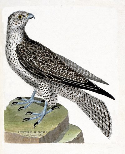 Zoologische Tafel (Ornithologie): Isländischer Gerfalke (Falco rusticolus). Illustration in „Die Geschichte der Vögel“ von Francois Nicolas Martinet (1731-1800). Private Sammlung. von Francois Nicolas Martinet