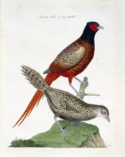 Zoologische Tafel (Ornithologie): Männlicher und weiblicher Fasan (Kolchidenfasan oder Phasianus colchicus). Illustration in „Die Geschichte der Vögel, gemalt in ihren erscheinenden und empfindlichen Aspekten“ von Francois Nicolas Martinet (1731-1800). Pri von Francois Nicolas Martinet