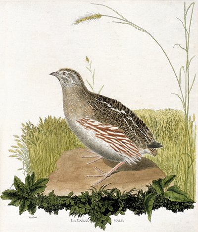 Zoologische Tafel (Ornithologie): Männliche Wachtel (Coturnix coturnix). Illustration in „Die Geschichte der Vögel“ von Francois Nicolas Martinet (1731-1800). Private Sammlung. von Francois Nicolas Martinet