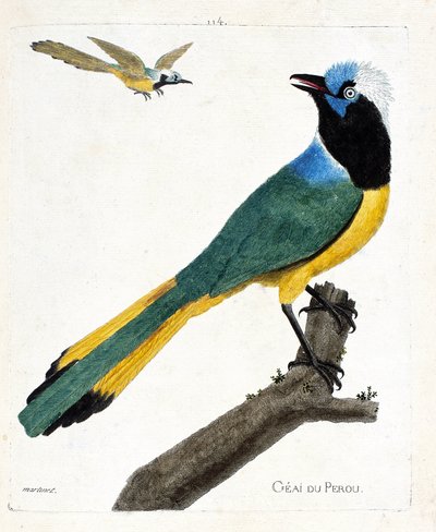 Zoologische Tafel (Ornithologie): Peru-Jay (Grün-Jay oder Cyanocorax yncas) auf einem Ast. Illustration in „Die Geschichte der Vögel, gemalt in ihren erscheinenden und empfindlichen Aspekten“ von Francois Nicolas Martinet (1731-1800). Private Sammlung von Francois Nicolas Martinet