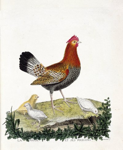 Zoologische Tafel (Ornithologie): Das Huhn und seine Küken (Haushuhn oder Gallus gallus). Illustration in „Die Geschichte der Vögel, gemalt in ihren erscheinenden und empfindlichen Aspekten“ von Francois Nicolas Martinet (1731-1800). Private Sammlung von Francois Nicolas Martinet