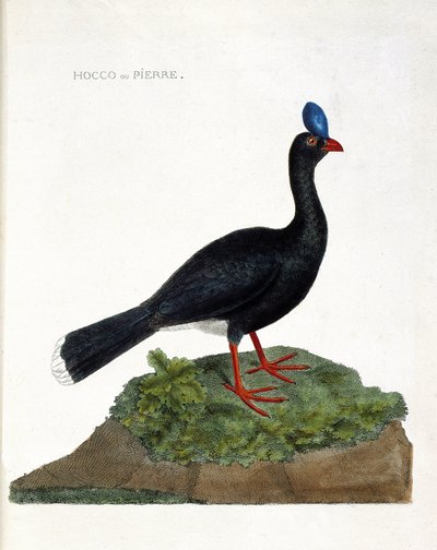 Zoologische Tafel (Ornithologie): Der Hocco oder Stein (Hocco ein Stein oder Pauxi pauxi). Illustration in „Die Geschichte der Vögel, gemalt in ihren erscheinenden und empfindlichen Aspekten“ von Francois Nicolas Martinet (1731-1800). Private Sammlung. von Francois Nicolas Martinet
