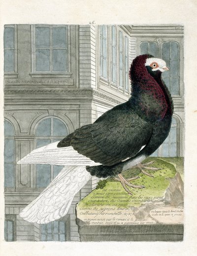 Zoologische Tafel (Ornithologie): Die Nonne oder Kapuzinertaube (Zwergtaube oder Columba livia). Illustration in „Die Geschichte der Vögel, gemalt in ihren erscheinenden und empfindlichen Aspekten“ von Francois Nicolas Martinet (1731-1800). von Francois Nicolas Martinet