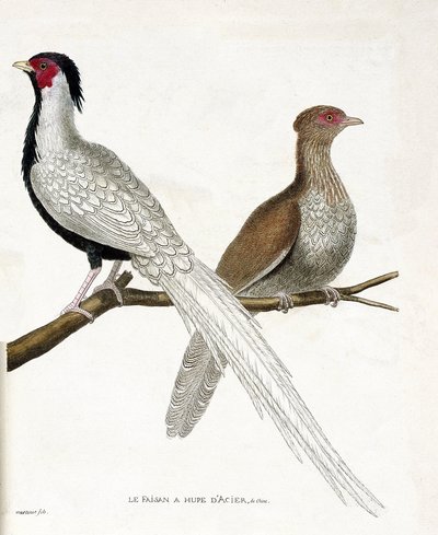 Zoologische Tafel (Ornithologie): Der Fasan hat eine chinesische Stahlhaube und sein Weibchen (Silberfasan oder Lophura nycthemera) auf einem Ast. Illustration in „Die Geschichte der Vögel, gemalt in ihren erscheinenden und empfindlichen Aspekten“ von Fran von Francois Nicolas Martinet