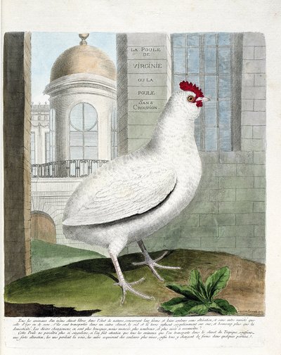 Zoologische Tafel (Ornithologie): Virginia-Huhn oder Hühner ohne Rumpf (Haushuhn iu Gallus gallus). Illustration in „Die Geschichte der Vögel, gemalt in ihren erscheinenden und empfindlichen Aspekten“ von Francois Nicolas Martinet (1731-1800). Private Samm von Francois Nicolas Martinet