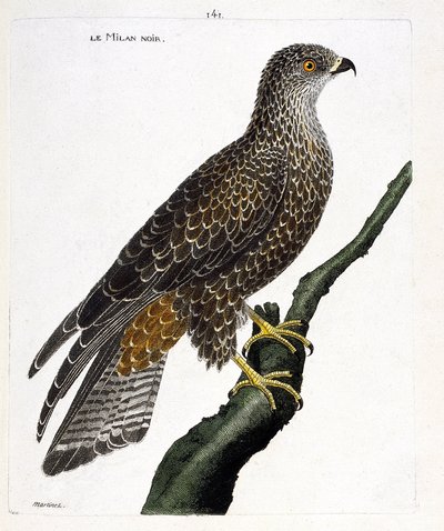 Zoologische Tafel (Ornithologie): Schwarzer Milan (Milvus migrans) auf einem Ast. Illustration in „Die Geschichte der Vögel, gemalt in ihren erscheinenden und empfindlichen Aspekten“ von Francois Nicolas Martinet (1731-1800). Private Sammlung. von Francois Nicolas Martinet