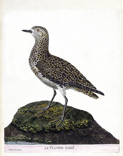 Zoologische Tafel (Ornithologie): Der Helmkasuar (Kasuar oder Casuarius casuarius). Illustration in „Die Geschichte der Vögel, gemalt in ihren erscheinenden und empfindlichen Aspekten“ von Francois Nicolas Martinet (1731-1800). von Francois Nicolas Martinet