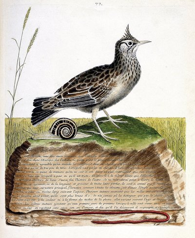 Zoologische Tafel (Ornithologie): Haubenlerche (Galerida cristata). Illustration in „Die Geschichte der Vögel, gemalt in ihren erscheinenden und empfindlichen Aspekten“ von Francois Nicolas Martinet (1731-1800). Private Sammlung. von Francois Nicolas Martinet