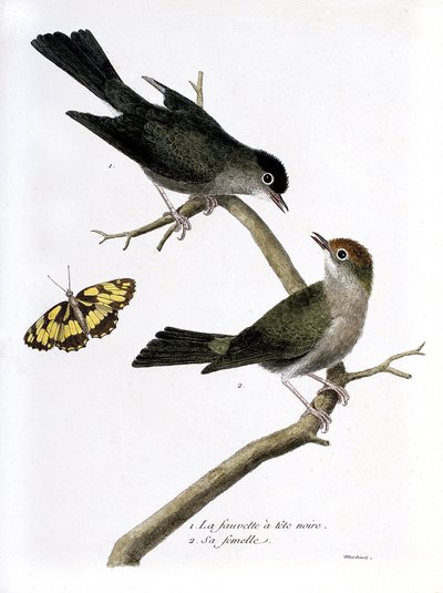 Zoologische Tafel (Ornithologie): Von oben nach unten: Männlicher und weiblicher Mönchsgrasmücke (Sylvia atricapilla) auf einem Ast. Illustration in „Die Geschichte der Vögel“ von Francois Nicolas Martinet (1731-1800). Private Sammlung. von Francois Nicolas Martinet