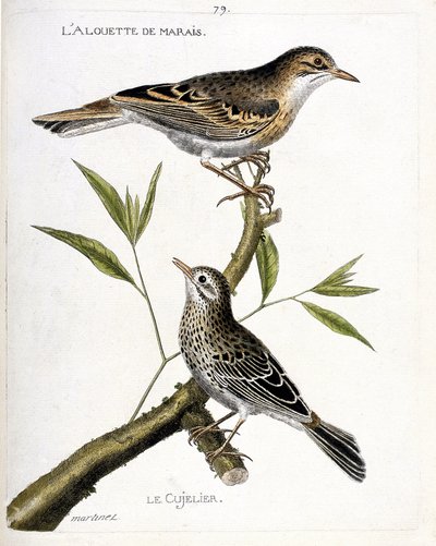Zoologische Tafel (Ornithologie): Von oben nach unten: Die Feldlerche (Pipit rousseline oder Anthus campestris) und der Wiesenpieper (Pipit farlouse oder Anthus pratensis) auf einem Ast. Illustration in „Die Geschichte der Vögel, gemalt in ihren erscheinen von Francois Nicolas Martinet