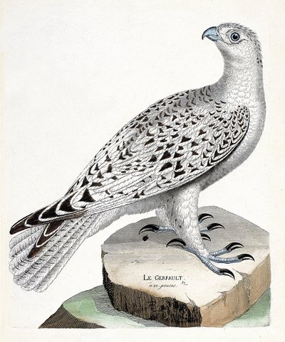 Zoologische Tafel (Ornithologie): Der Gerfalke (Falco rusticolus). Illustration in „Die Geschichte der Vögel, gemalt in ihren erscheinenden und empfindlichen Aspekten“ von Francois Nicolas Martinet (1731-1800). Private Sammlung. von Francois Nicolas Martinet