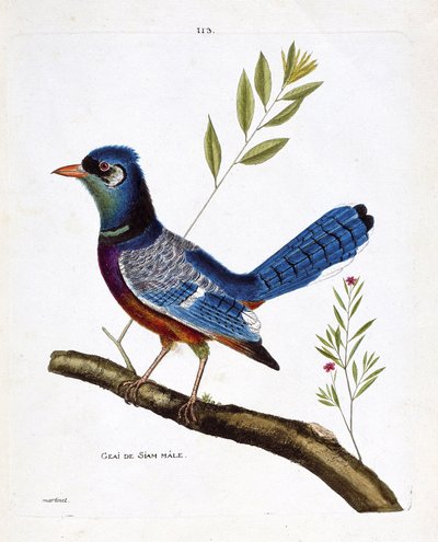 Zoologische Tafel (Ornithologie): Männlicher Siam-Eichelhäher (Blauer Eichelhäher oder Cyanocitta cristata) auf einem Ast. Illustration in „Die Geschichte der Vögel, gemalt in ihren erscheinenden und empfindlichen Aspekten“ von Francois Nicolas Martinet (1 von Francois Nicolas Martinet
