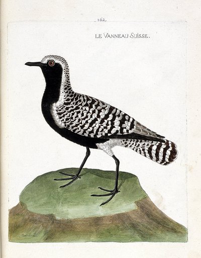 Zoologische Tafel (Ornithologie): Der Silberregenpfeifer (Pluvialis squatarola). Illustration in „Die Geschichte der Vögel, gemalt in ihren erscheinenden und empfindlichen Aspekten“ von Francois Nicolas Martinet (1731-1800). Private Sammlung. von Francois Nicolas Martinet