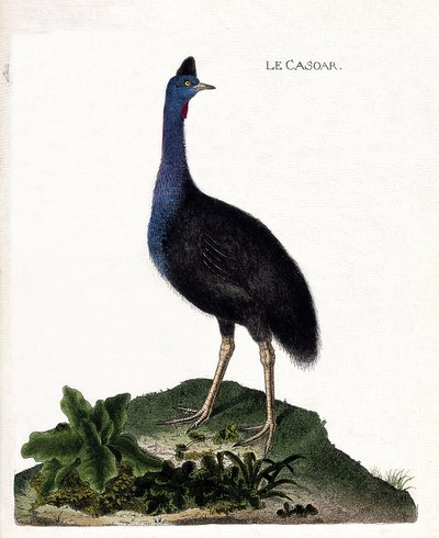 Zoologische Tafel (Ornithologie): Der Kasuar (Casuarius casuarius). Illustration in „Die Geschichte der Vögel, gemalt in ihren erscheinenden und empfindlichen Aspekten“ von Francois Nicolas Martinet (1731-1800). Private Sammlung von Francois Nicolas Martinet