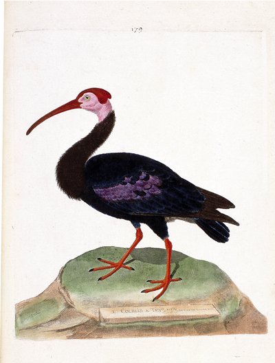 Zoologische Tafel (Ornithologie): Der Kahlkopfibis (Geronticus calvus). Illustration in „Die Geschichte der Vögel“ von Francois Nicolas Martinet (1731-1800). Private Sammlung. von Francois Nicolas Martinet