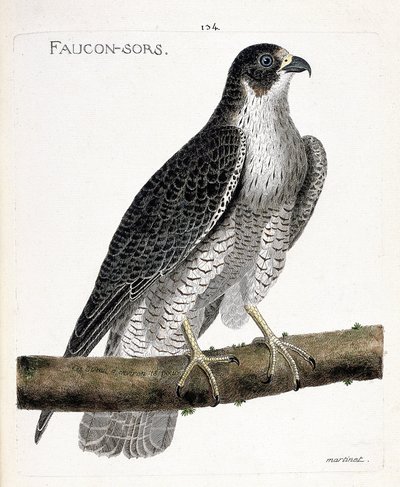Zoologische Tafel (Ornithologie): Der Wanderfalke (Falco peregrinus) auf einem Ast. Illustration in „Die Geschichte der Vögel, gemalt in ihren erscheinenden und empfindlichen Aspekten“ von Francois Nicolas Martinet (1731-1800). Private Sammlung. von Francois Nicolas Martinet